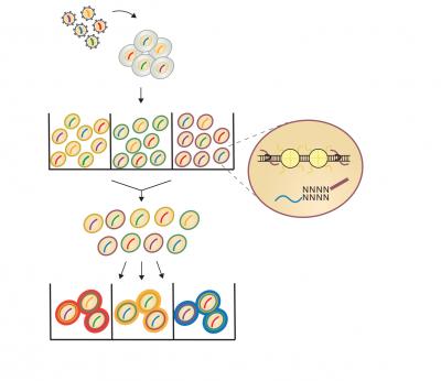 CRISPR-sciATAC