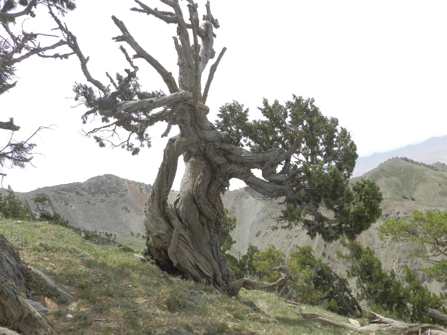 An old Qilian juniper tree