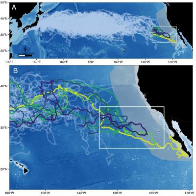 Satellite turtle tracks
