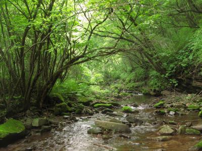 Natural Habitat Liupan Shan Natural Reserve, Nixigia, China