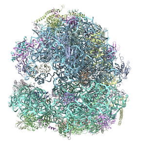 Giardia ribosome