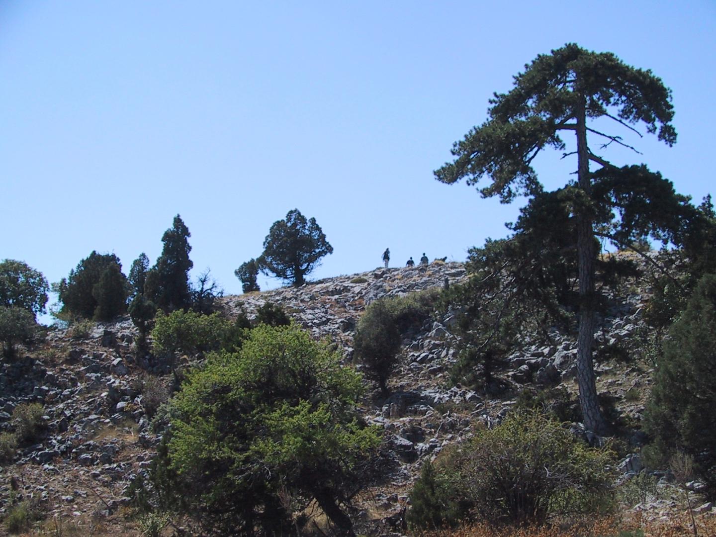 Black Pines in Turkey