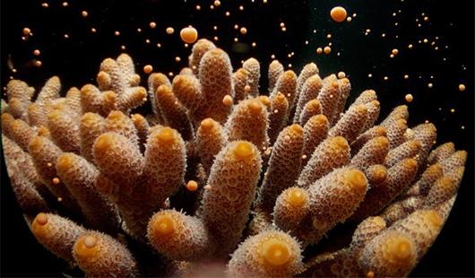 An <i>Acropora millepora</i> Colony Releasing Gametes During Broadcast Mass Spawning