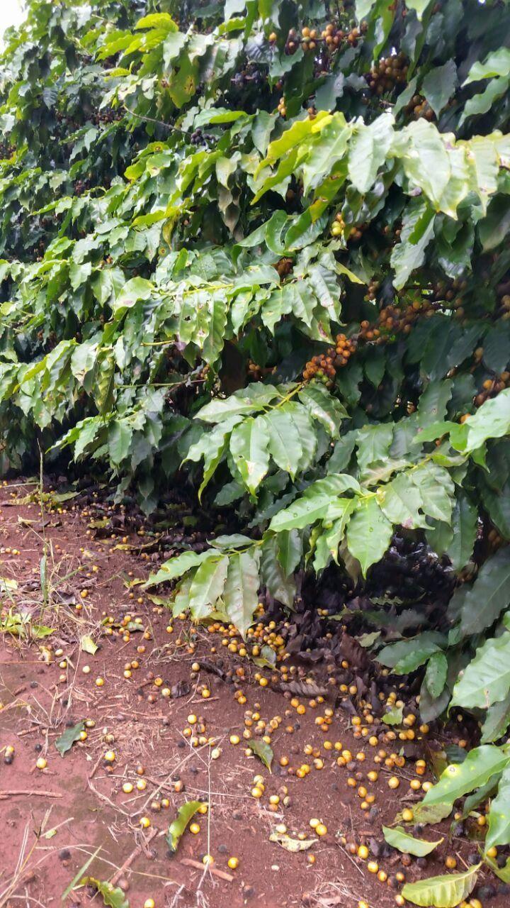 Fallen Coffee Berries