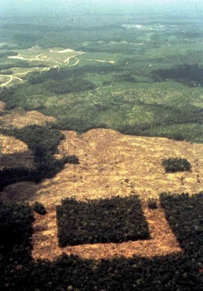 Tropical Forest Isolation