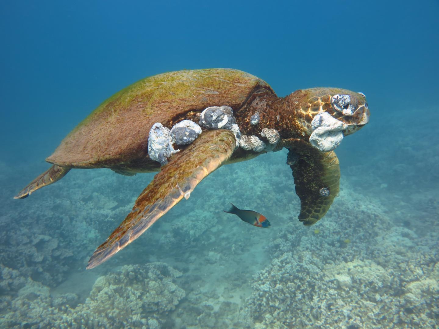 Sea Turtle with Tumors