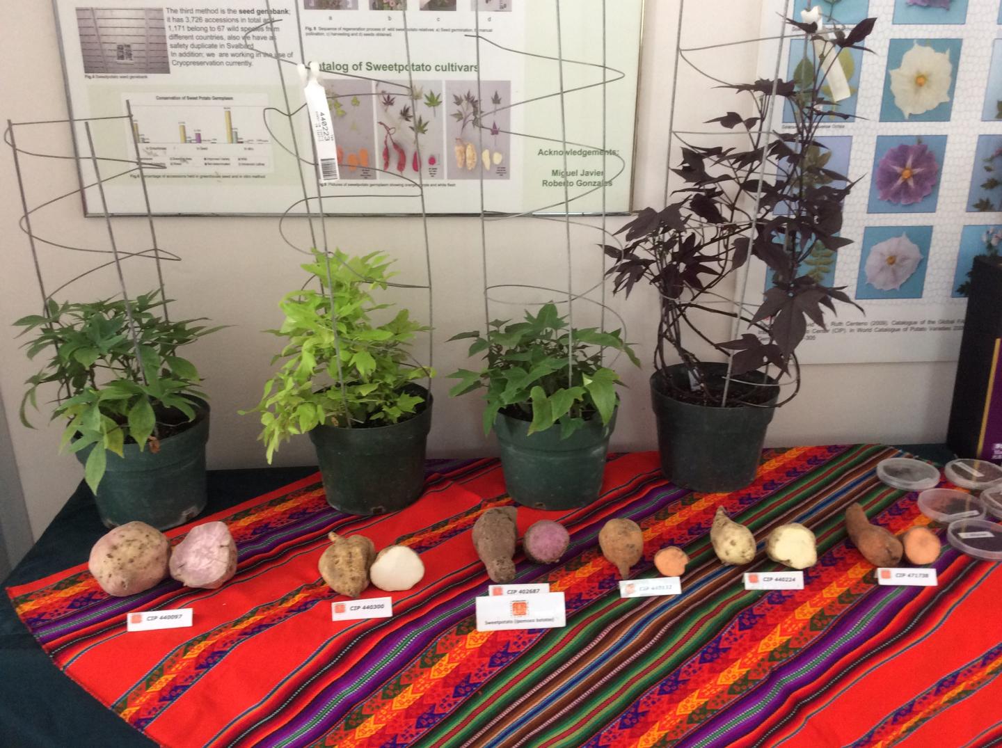 Sweet Potato Varieties