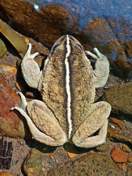 A male individual of Alsodes vittatus