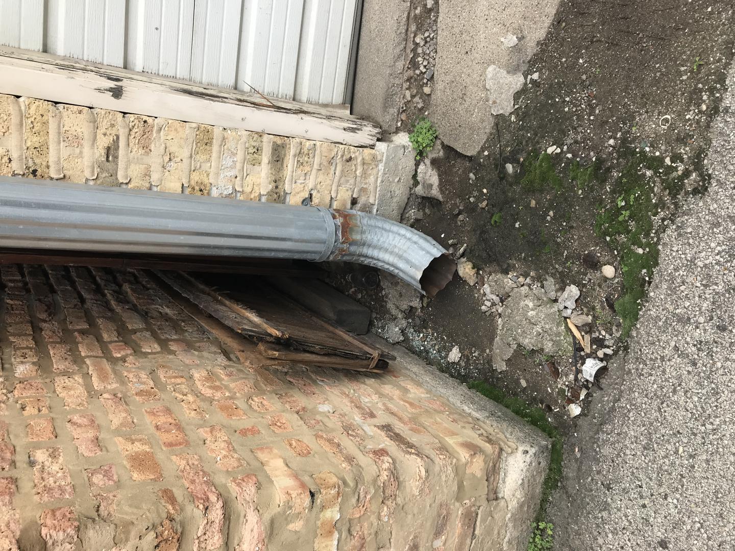 Rats' natural environments