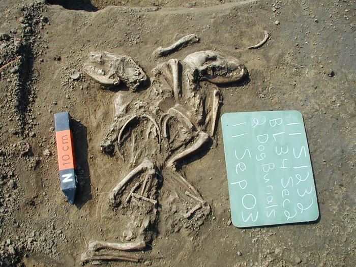 Ancient Dog Burials in Illinois