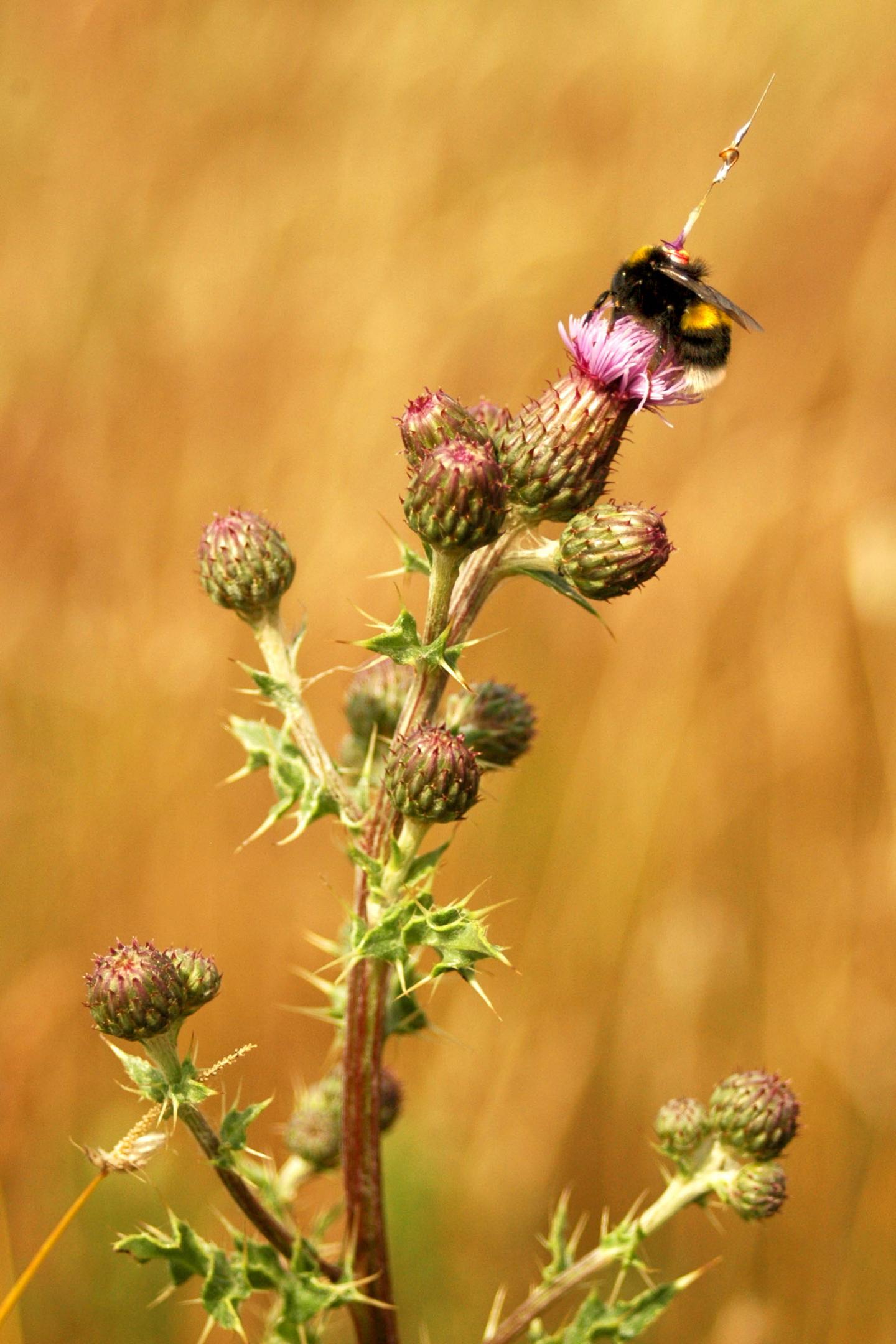 A Bumblebee Feeds on a Thistle (2 of 2)