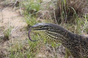 Yellow Spotted Monitor - Totem species
