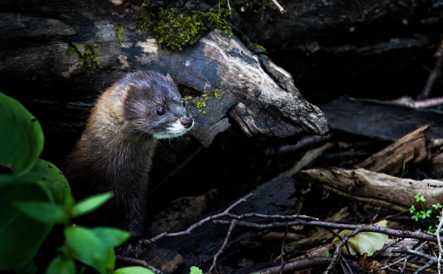 Mating success for the European mink EurekAlert!