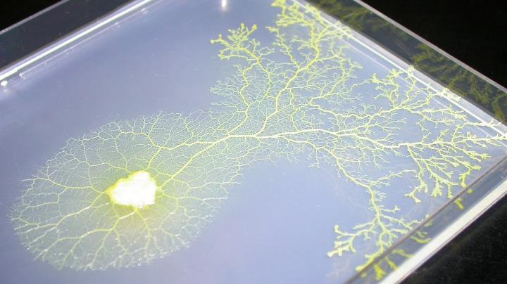 Slime mold Physarum polycephalum