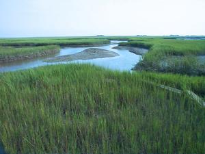 North Inlet marsh looking towards the sea from Oyster Landing in South Carolina