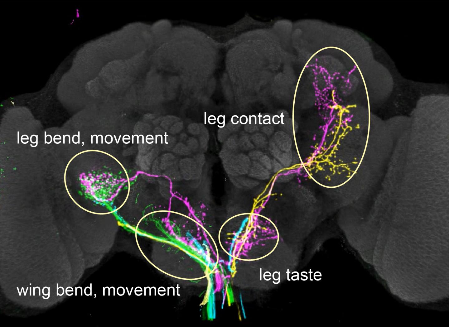 A Map Of How Flies Sense Their Environment Pr EurekAlert 