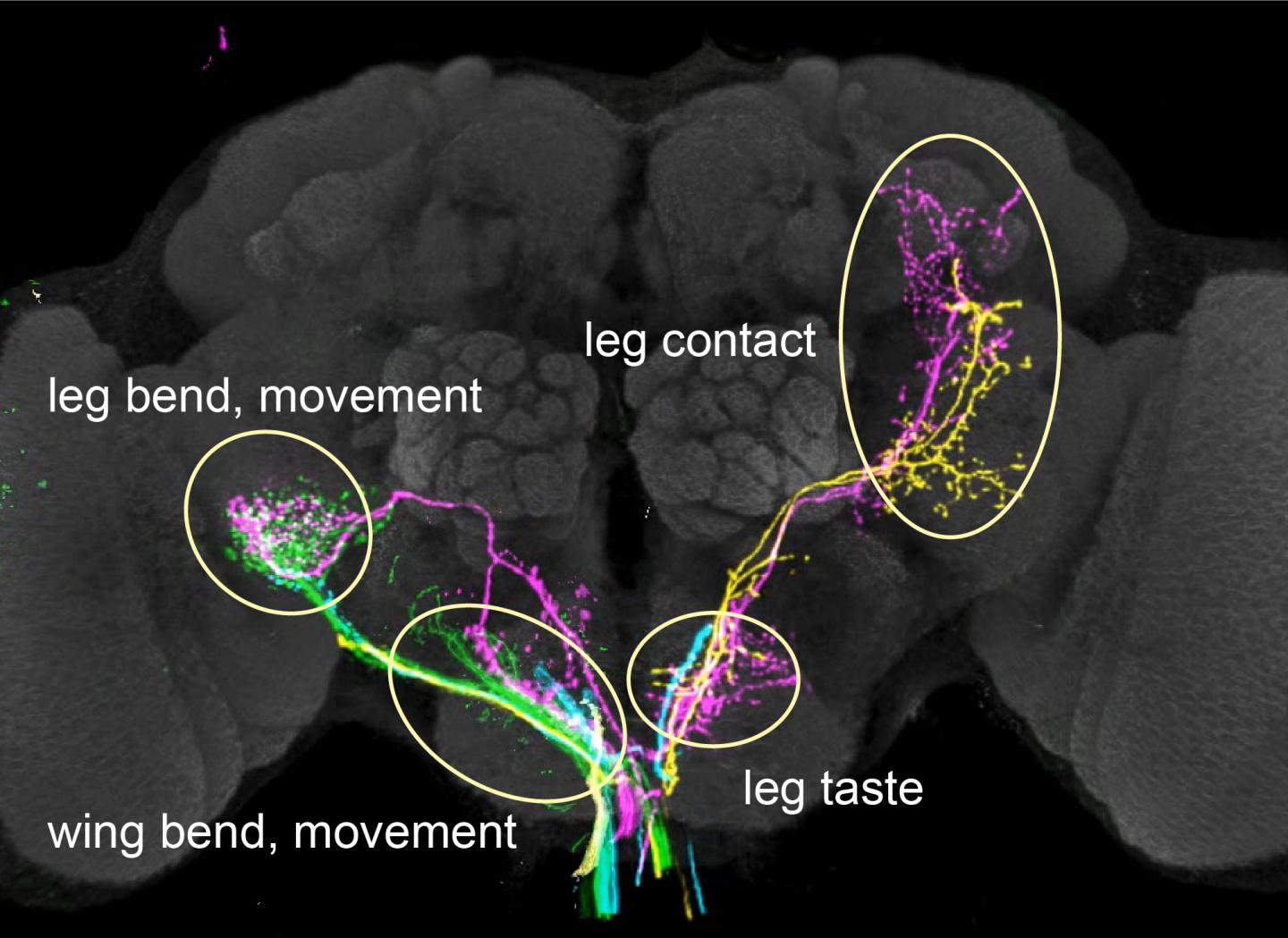 a-map-of-how-flies-sense-their-environment-pr-eurekalert