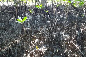 Rare long-distance dispersal events help maintain genetic structure of mangroves