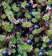 The Evergreen Crowberry (Empetrum Nigrum)