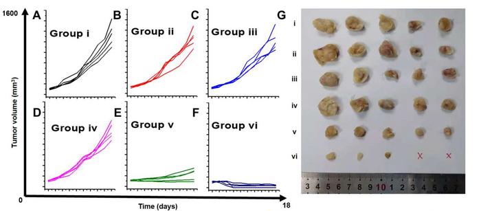 Inhibition of tumour growth [IMAGE] | EurekAlert! Science News Releases