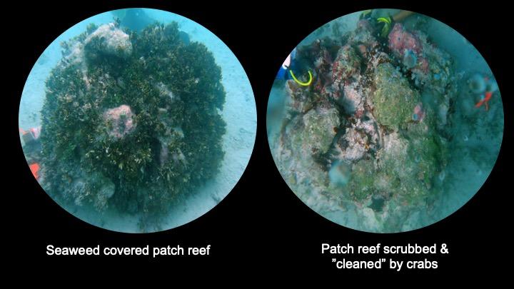 Example reefs