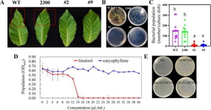 Analysis of the potential biological role of LaMYC7 for P. syringae.