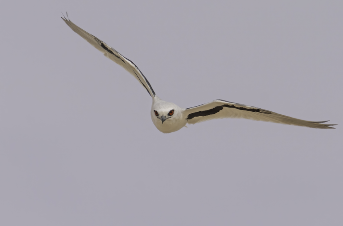 A Letter-winged kite flying at daylight