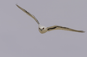 A Letter-winged kite flying at daylight