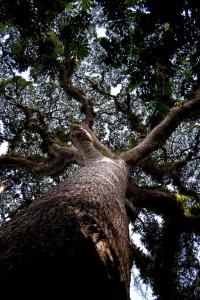 The 'Kalungi' tree in the Luki Biosphere Reserve of the Democratic Republic of the Congo.