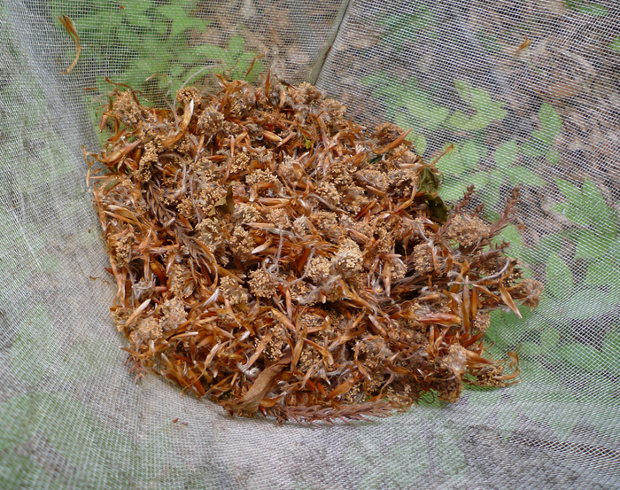 A large number of fallen beech stamens