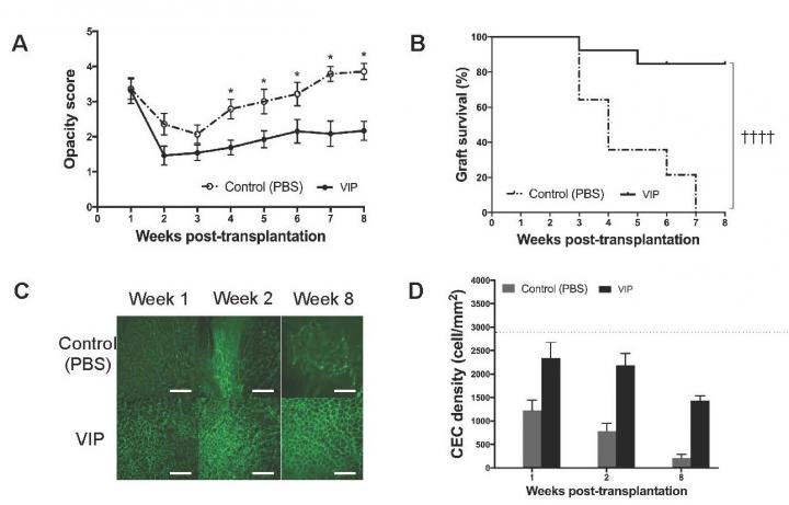 Injection of Vasoactive Intestinal Peptide into the Eye Improves Corneal Transplant Survival
