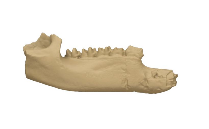PNG fossil