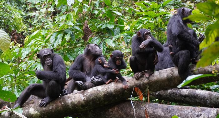 Tai chimpanzees attentively listening