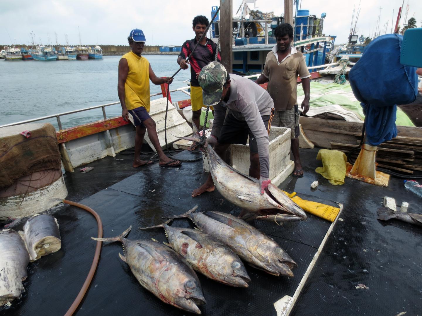 Yellowfin Tuna in Sri Lanka