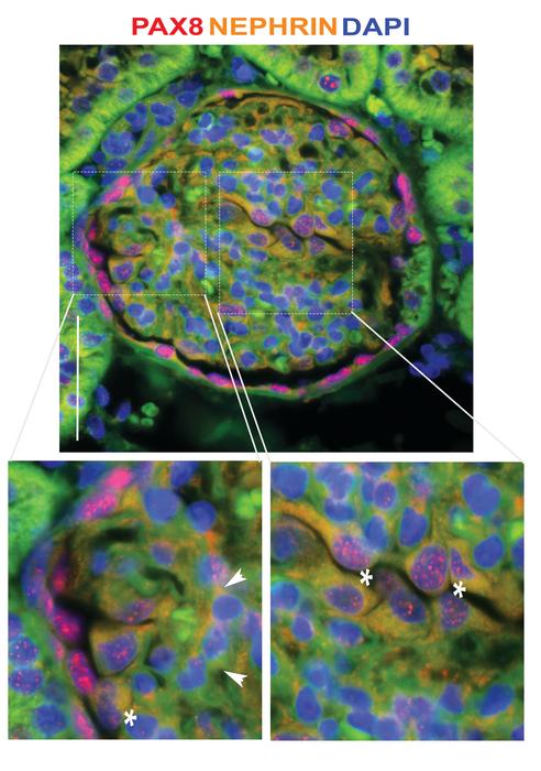 Kidney cells activated during fasting-mimicking diet