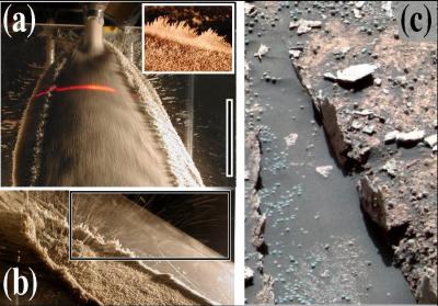 Lab and Martian Razorbacks