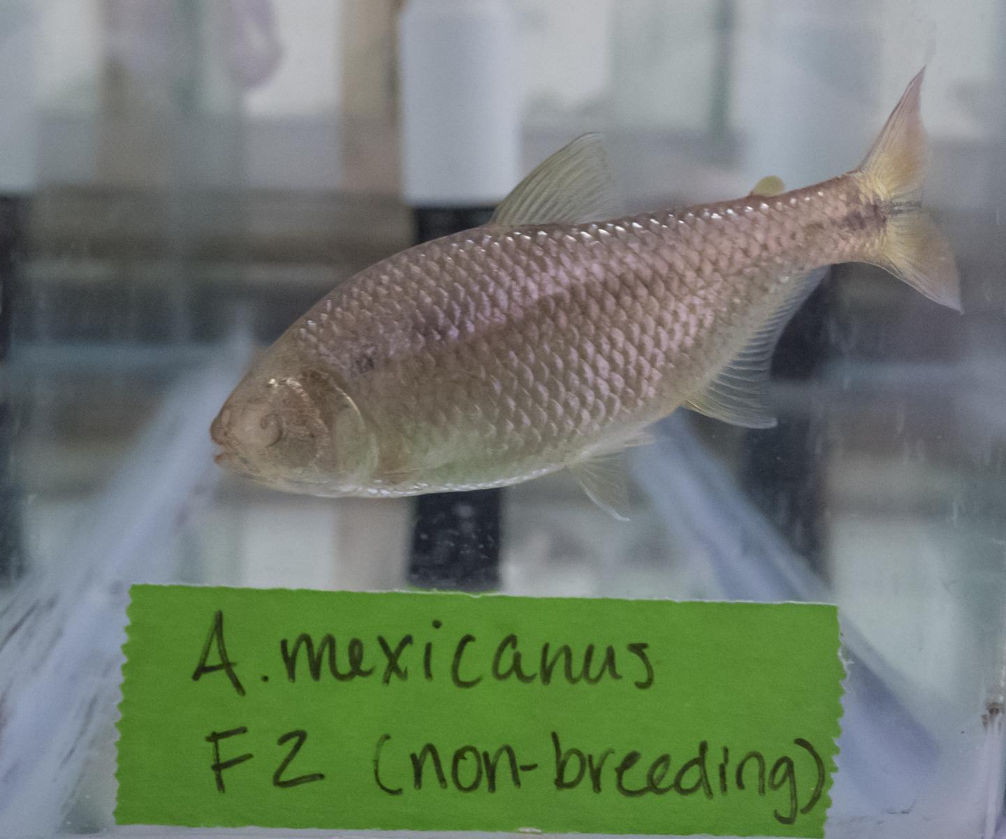 University of Cincinnati Genetics Research