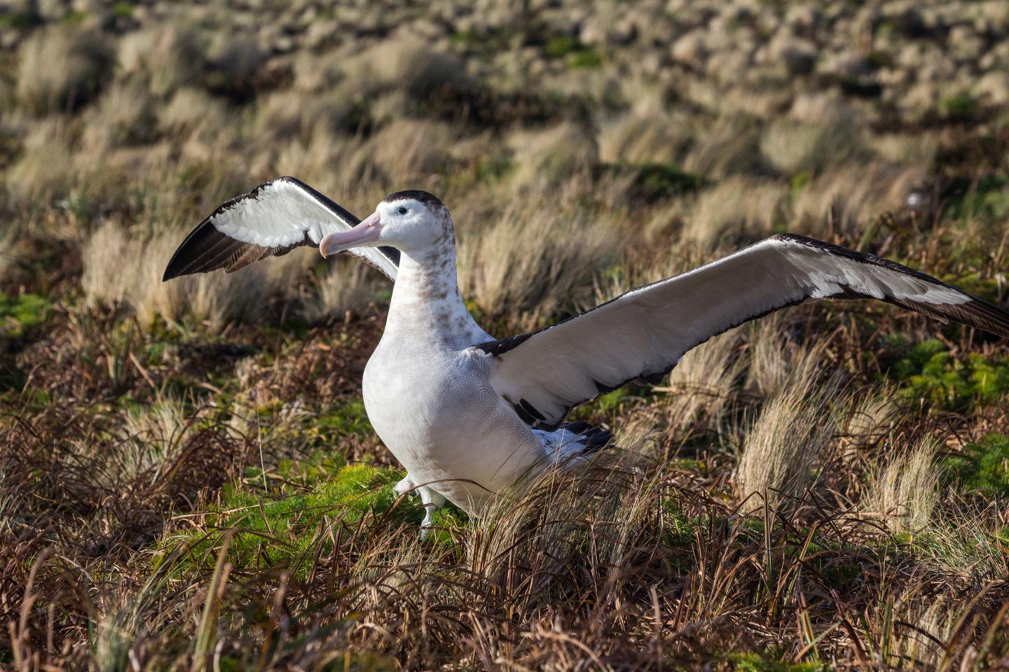 Invasive Species Jeopardize Already Threatened Island Animals (2 of 12)