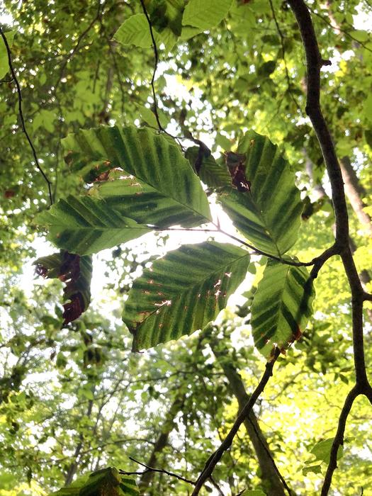 Visible Symptoms of Beech Leaf Disease on American Beech Leaves