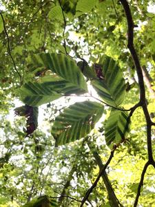 Visible Symptoms of Beech Leaf Disease on American Beech Leaves