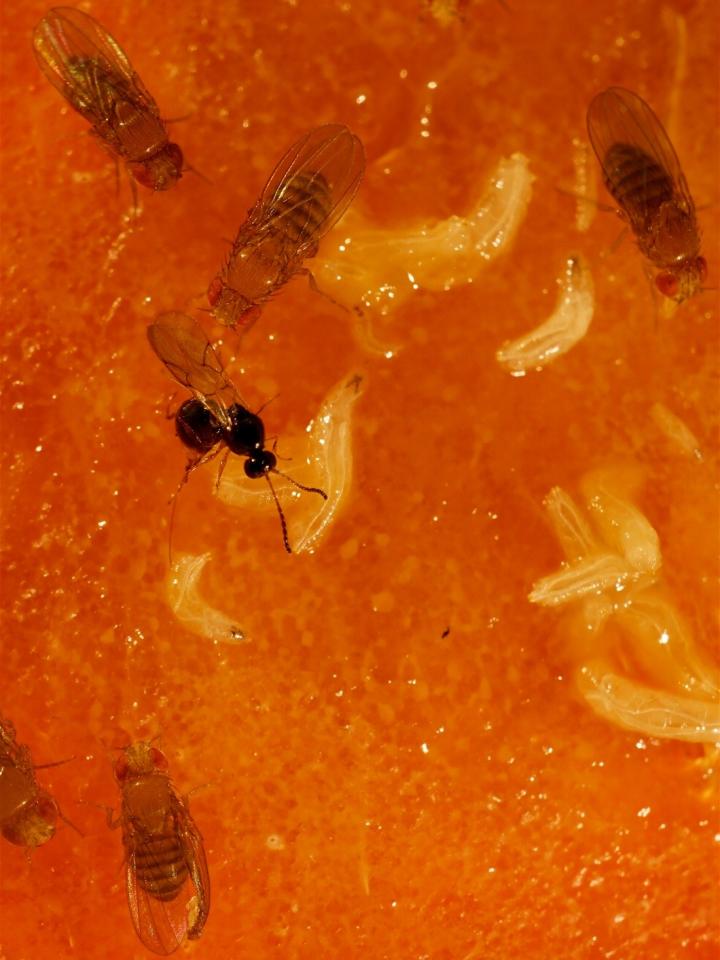 A Parasitic Wasp Lays Its Eggs into <em>Drosophila</em> Larvae