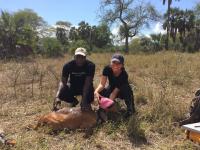 Justine Atkins Tags A Bushbuck At Gorongosa National Park