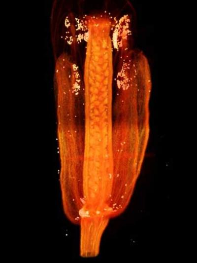 3d-image-image-eurekalert-science-news-releases