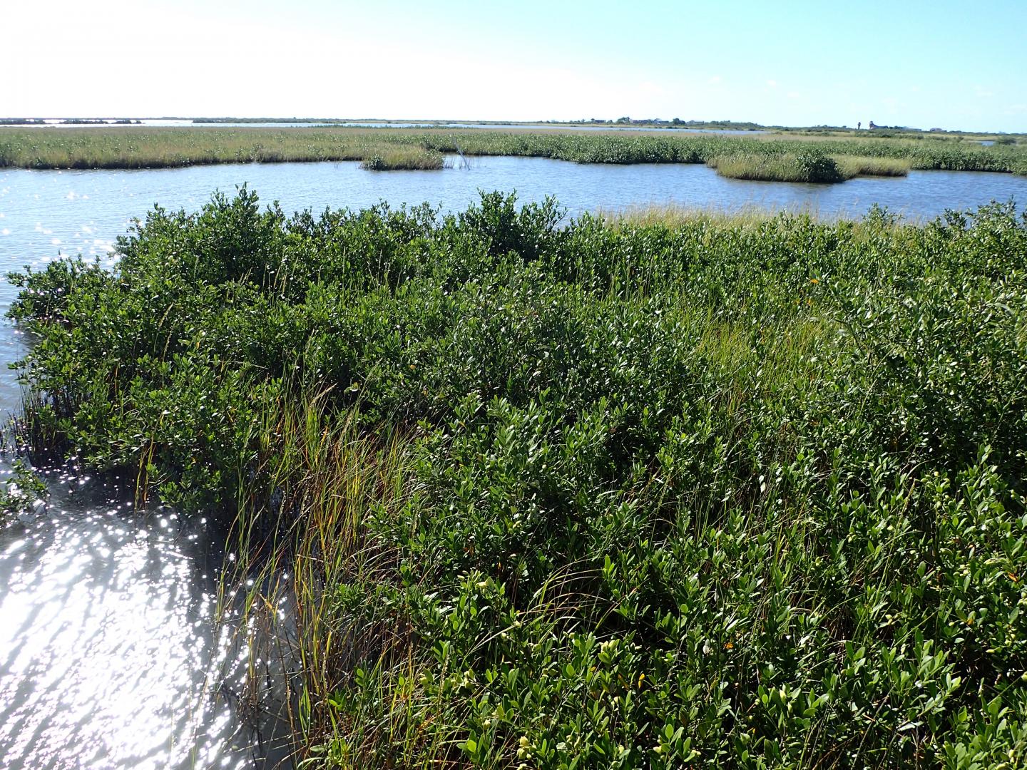 Mapping blue carbon in mangroves worldwide | EurekAlert!