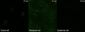 Video 4: High-resolution real-time imaging of Ca2+ signals in guard, mesophyll, and epidermal cells upon exposure to Z-3-HAL