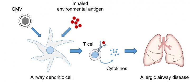 Cytomegalovirus Infection Broadens Spectrum Of Environmental Allergens