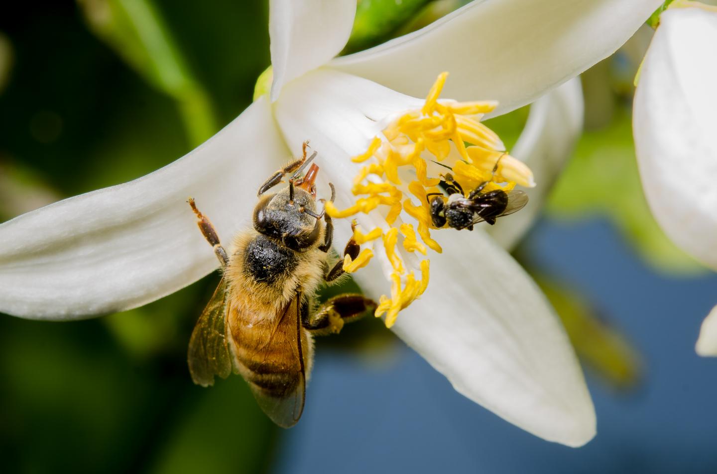 New Research to Help Preserve the Benefits People Receive from Nature