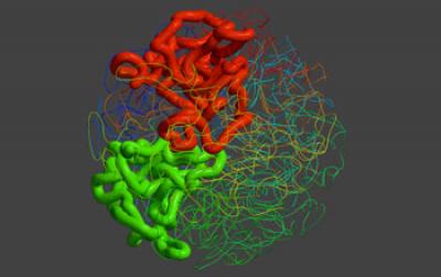 3-D Structure of the Human Genome