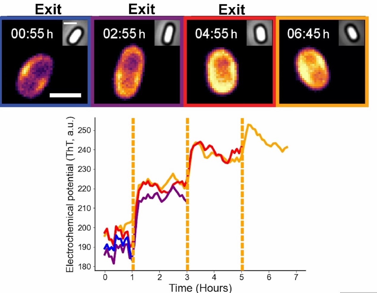 Time lapse movies for WT spores stained with ThT (top row), arranged from left to right in the order in which they germinate