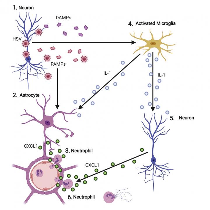 Graphical Abstract